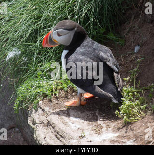 Papageitaucher an Fowlesheugh Stockfoto