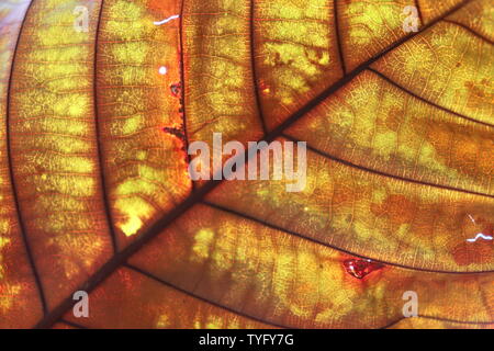 Fibre Motiv der teak Baum Blätter. Stockfoto