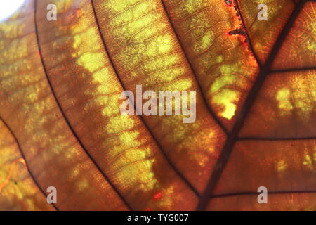 Fibre Motiv der teak Baum Blätter. Stockfoto