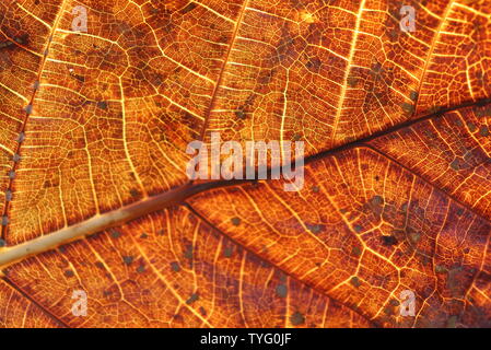 Fibre Motiv der teak Baum Blätter. Stockfoto