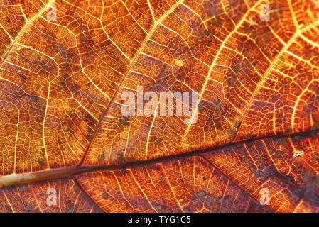 Fibre Motiv der teak Baum Blätter. Stockfoto