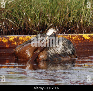 Ein Pelikan schwelgt in Rohöl auf Queen Bess Insel in der Nähe von Grand Isle, Louisiana, 5. Juni 2010. Beschränkung der Serveranzahl Geräte wie die gelbe Ausleger hinter dem Pelican haben weitgehend erfolglos an Öl zu halten von der massiven BP Oil Spill vom Sumpf und Wildnis. UPI/A.J. Sisco Stockfoto