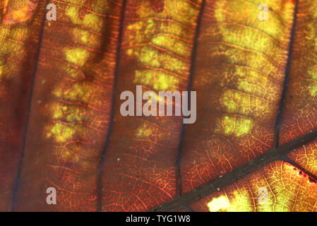 Fibre Motiv der teak Baum Blätter. Stockfoto