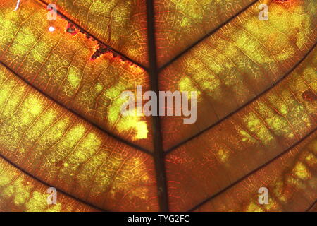 Fibre Motiv der teak Baum Blätter. Stockfoto