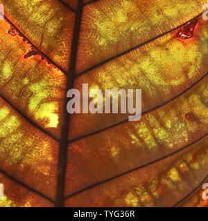 Fibre Motiv der teak Baum Blätter. Stockfoto