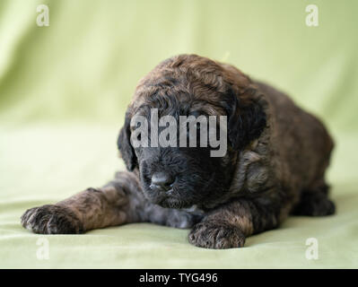 Adorable newborn Golden doodle Welpen auf einem lindgrünen Hintergrund. Stockfoto