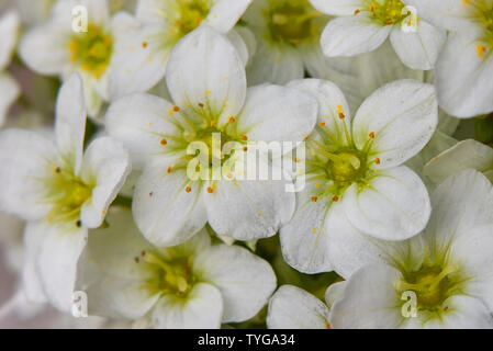 Saxifraga weiße Blume Nahaufnahme Stockfoto