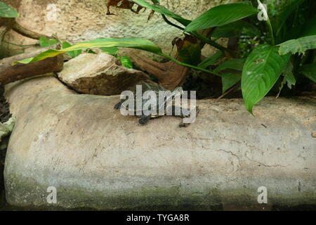 Annam blatt Schildkröte Stockfoto