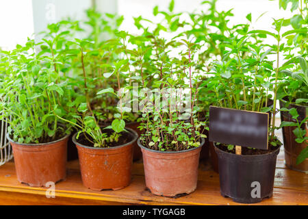 Grüne Pflanzen in Töpfe setzen bis zum Verkauf. Stockfoto