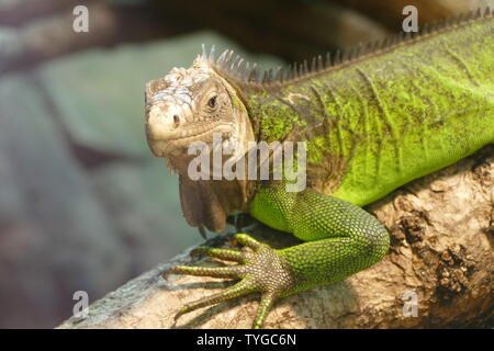 Lesser Antillen Leguan Eidechse Stockfoto