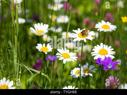 Biene auf Daisy Blumen in der Wiese Stockfoto