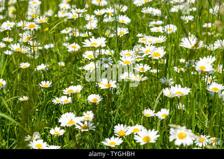 Blumen-Gänseblümchen auf der Wiese Stockfoto