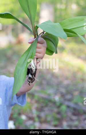 Kid holding Rampen Bärlauch Pflanze frische Ernte in Michigan Wald Stockfoto