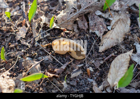 Cup Pilz wachsen auf dem Boden im Wald ein Pilz, Michigan Stockfoto