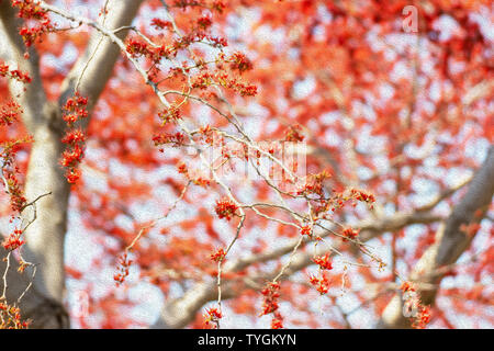 Schönen Baum für Tapeten (Öl malerei Stil) Stockfoto