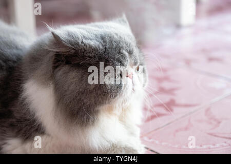 Persische weiß grau Katze Flöckchen lange Haare liegen mit Blick auf etwas Stockfoto