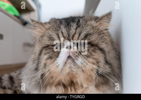 Close-up Persischen Katze mit langen Haaren und geschlossenen Augen schläft Stockfoto