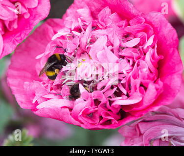 Zwei Buff-Tailed Bumble-Bees auf der Suche nach Essen auf einem Rosa Doppel Opium Poppy Flower in einem Garten in Alsager Cheshire England Vereinigtes Königreich Großbritannien Stockfoto