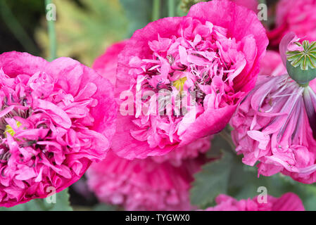 Eine Nahaufnahme der Schönen Rosa Doppel Schlafmohn Blumen in voller Blüte in einem Garten in Alsager Cheshire England Vereinigtes Königreich Großbritannien Stockfoto