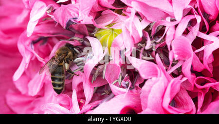 Eine Honigbiene auf der Suche nach Essen auf einem Rosa Doppel Opium Poppy Flower in einem Garten in Alsager Cheshire England Vereinigtes Königreich Großbritannien Stockfoto