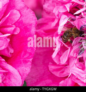 Eine Honigbiene auf der Suche nach Essen auf einem Rosa Doppel Opium Poppy Flower in einem Garten in Alsager Cheshire England Vereinigtes Königreich Großbritannien Stockfoto