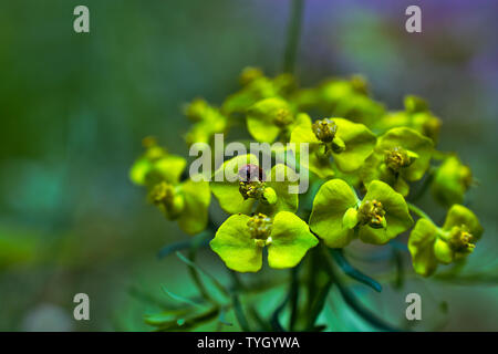 Ein Frühling Blumen und Braun bug, Makro Foto im Mai getroffen Stockfoto