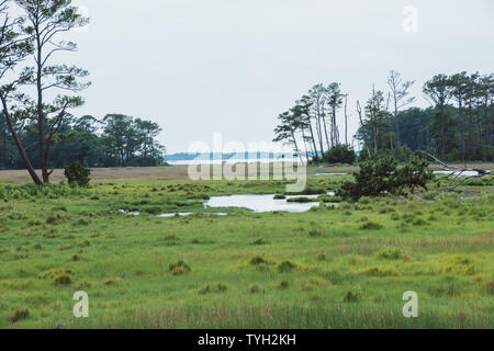 Wilde Pferde versammeln sich auf entfernten Ufern über die grasbewachsenen Ebenen an der Chincoteague Wildlife Refuge in Lexington, Virginia. Stockfoto