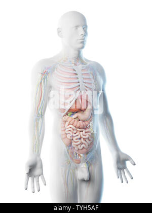 3D-Darstellung eines mans Anatomie der oberen Karosserie Stockfoto