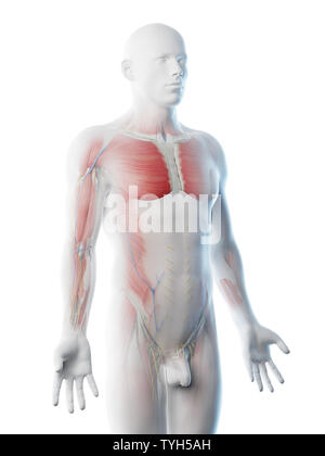 3D-Darstellung eines mans Anatomie der oberen Karosserie Stockfoto