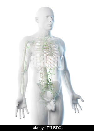 3D-Darstellung eines Mans lymphatische System Stockfoto