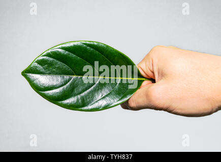 Ein jackfruit Blatt. Stockfoto