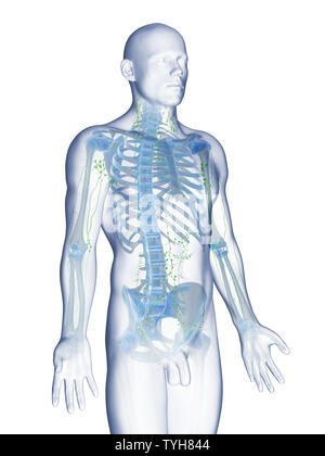 3D-Darstellung eines Mans lymphatische System Stockfoto