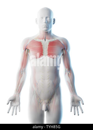 3D-Darstellung eines mans Anatomie der oberen Karosserie Stockfoto