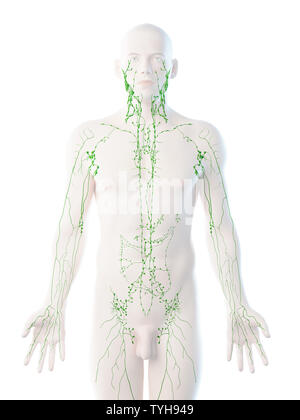 3D-Darstellung eines Mans lymphatische System Stockfoto