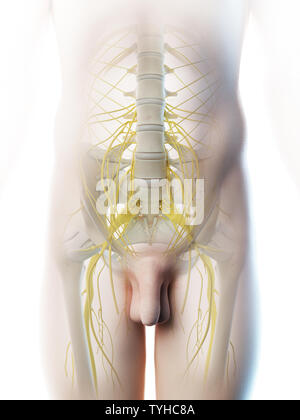 3D-Darstellung eines Mans pelvinen Nerven Stockfoto