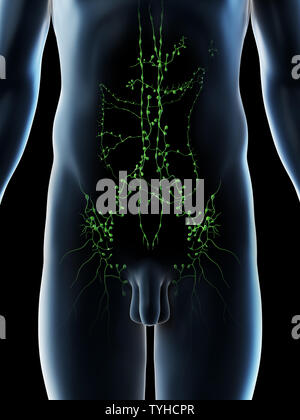 3D-Darstellung eines Mans abdominalen Lymphknoten Stockfoto