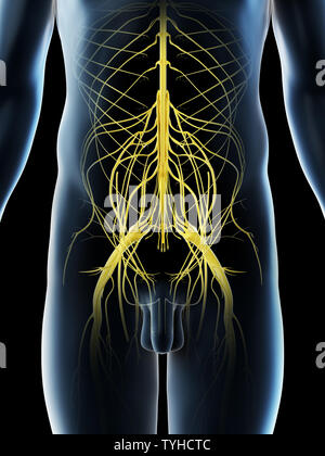 3D-Darstellung eines Mans pelvinen Nerven Stockfoto