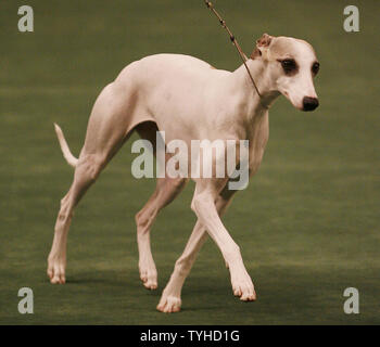 Vivi, eine drei-jährige Whippet, in der Westminster Kennel Club Show Februar 14, 2006, wo es prämiert wurde, bleibt bei großen nach der Flucht aus seinem Käfig am John-F.-Kennedy International Airport am Mittwoch Februar 15,2006. Der Whippet glaubte man auf dem losen in der Umgebung in New York City zu sein. (UPI Foto/John angelillo) Stockfoto