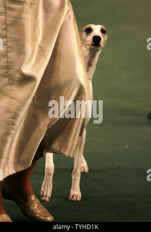 Vivi, eine drei-jährige Whippet, in der Westminster Kennel Club Show Februar 14, 2006, wo es prämiert wurde, bleibt bei großen nach der Flucht aus seinem Käfig am John-F.-Kennedy International Airport am Mittwoch Februar 15,2006. Der Whippet glaubte man auf dem losen in der Umgebung in New York City zu sein. (UPI Foto/John angelillo) Stockfoto