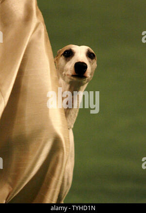 Vivi, eine drei-jährige Whippet, in der Westminster Kennel Club Show Februar 14, 2006, wo es prämiert wurde, bleibt bei großen nach der Flucht aus seinem Käfig am John-F.-Kennedy International Airport am Mittwoch Februar 15,2006. Der Whippet glaubte man auf dem losen in der Umgebung in New York City zu sein. (UPI Foto/John angelillo) Stockfoto