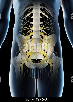 3D-Darstellung eines Mans pelvinen Nerven Stockfoto