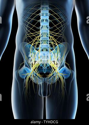 3D-Darstellung eines Mans pelvinen Nerven Stockfoto