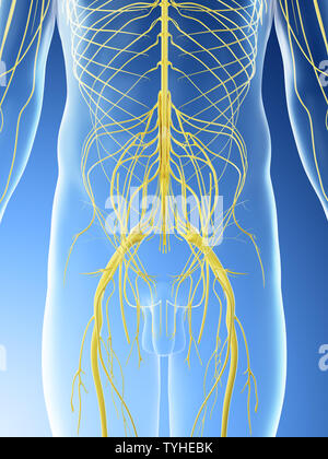 3D-Darstellung eines Mans pelvinen Nerven Stockfoto