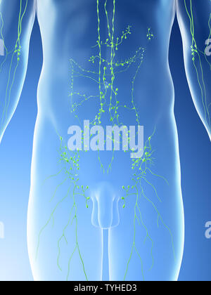 3D-Darstellung eines Mans abdominalen Lymphknoten Stockfoto