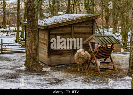 Traditionelle hardy Rasse der Schafe im Freilichtmuseum Skansen, Stockholm, Schweden. Januar 2019. Stockfoto