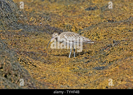 Eurasian Curlew Fütterung auf Algen auf Westray Orkney Stockfoto