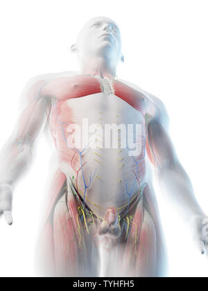 3D-Darstellung eines mans Anatomie der oberen Karosserie Stockfoto