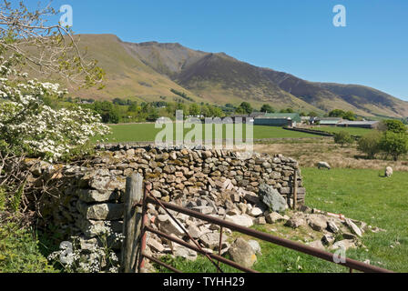 Blick über Ackerland in Richtung Blencathra bei Keswick im Frühling Sommer Lake District National Park Cumbria England Großbritannien Großbritannien Stockfoto