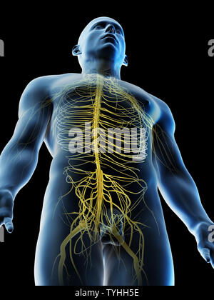 3D-Darstellung eines mans Nerven der oberen Karosserie Stockfoto