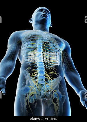 3D-Darstellung eines mans Nerven der oberen Karosserie Stockfoto
